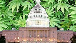 Dc Weed