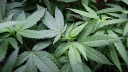Medical Pot Users Unemployment