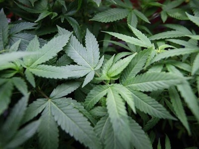 Medical Pot Users Unemployment