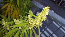 1024px Flowering Male Marijuana Plant 1