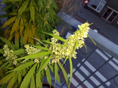 1024px Flowering Male Marijuana Plant 1