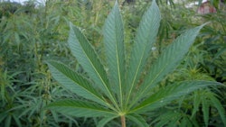 800px Cannabis 02 Bgiu