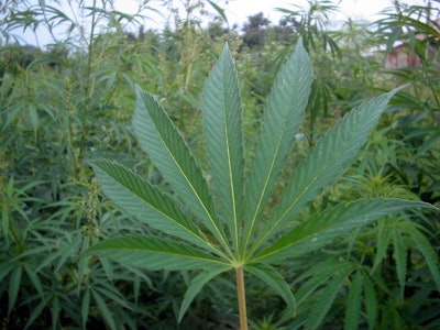 800px Cannabis 02 Bgiu