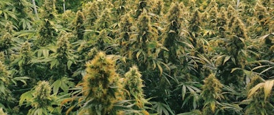 B Goodgrow Site R Fmt