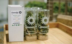 Cannasol Aug2015 015 Fmt
