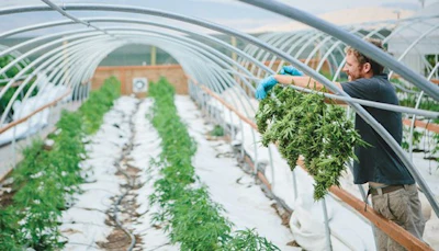 Cannasol Aug2015 088 Fmt