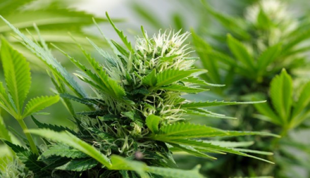 Cananbis Marijuana Flower Plant 610x350
