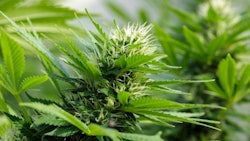 Cananbis Marijuana Flower Plant 610x350