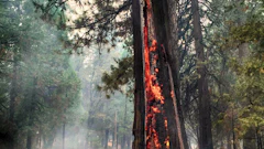 Burning Tree Fmt