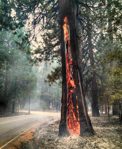 Burning Tree Fmt