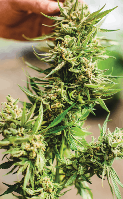 Cannasol Aug2015 230 Fmt1