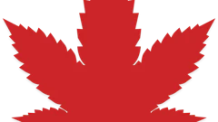 White Canadien Mapleweed Fmt