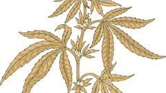 Cannabis Plant Fmt