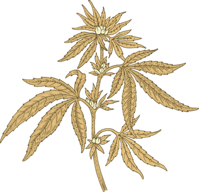 Cannabis Plant Fmt