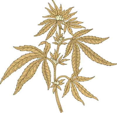 Cannabis Plant Fmt