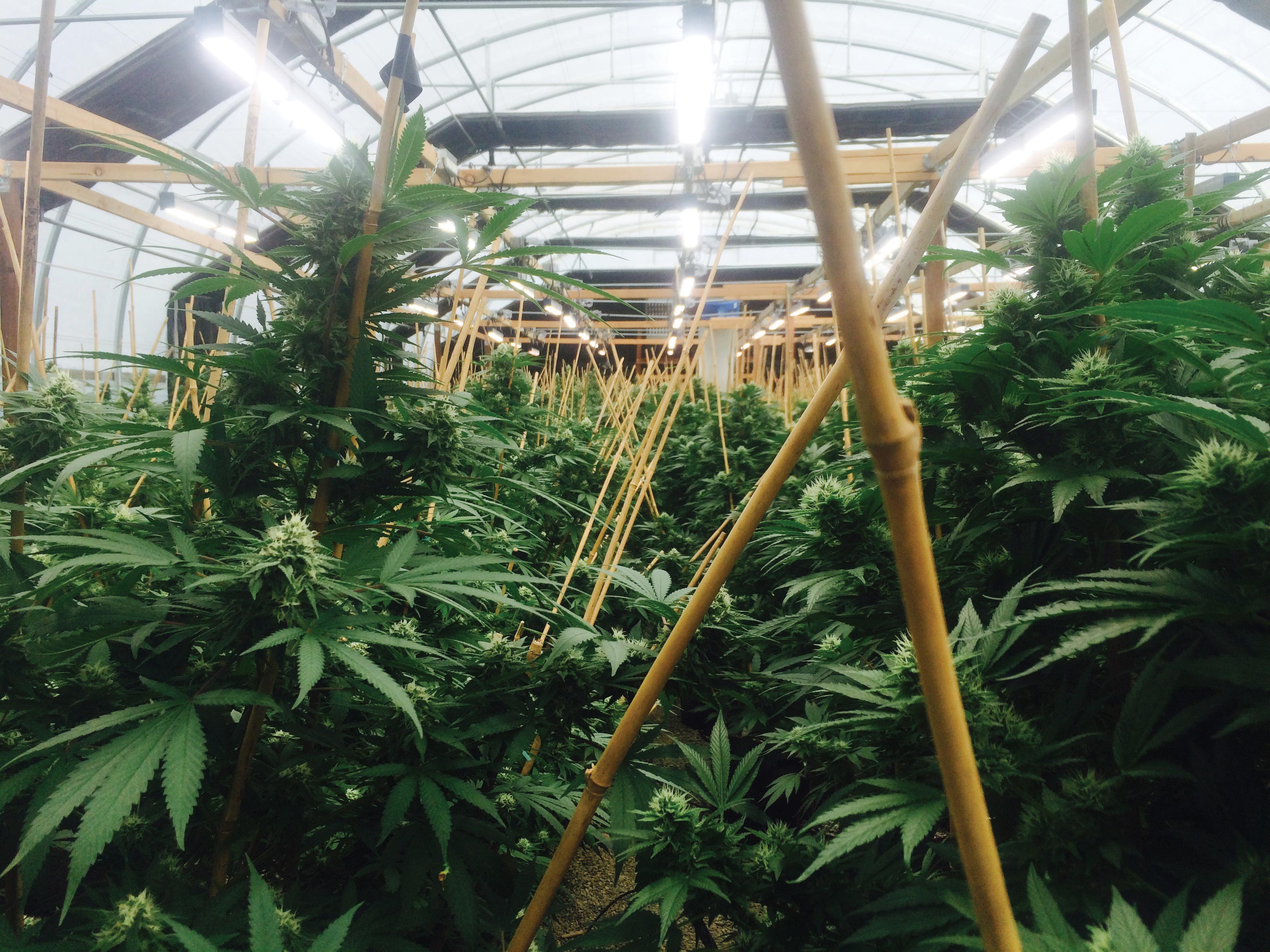 Fluence Cannabis(2)