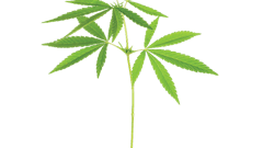 Dreamstime Xxl 27063241 Young Cannabis Plant Fmt