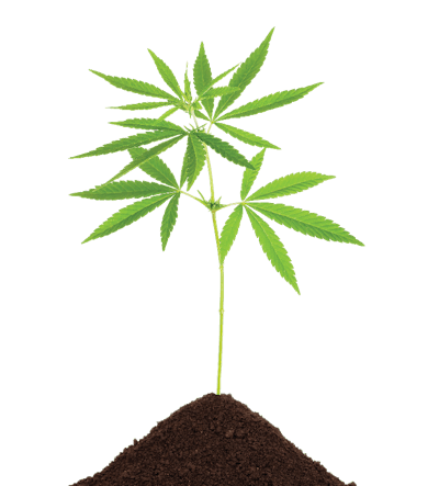 Dreamstime Xxl 27063241 Young Cannabis Plant Fmt