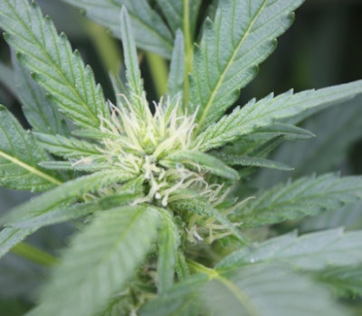 Healthy Bud Early Flower Fmt