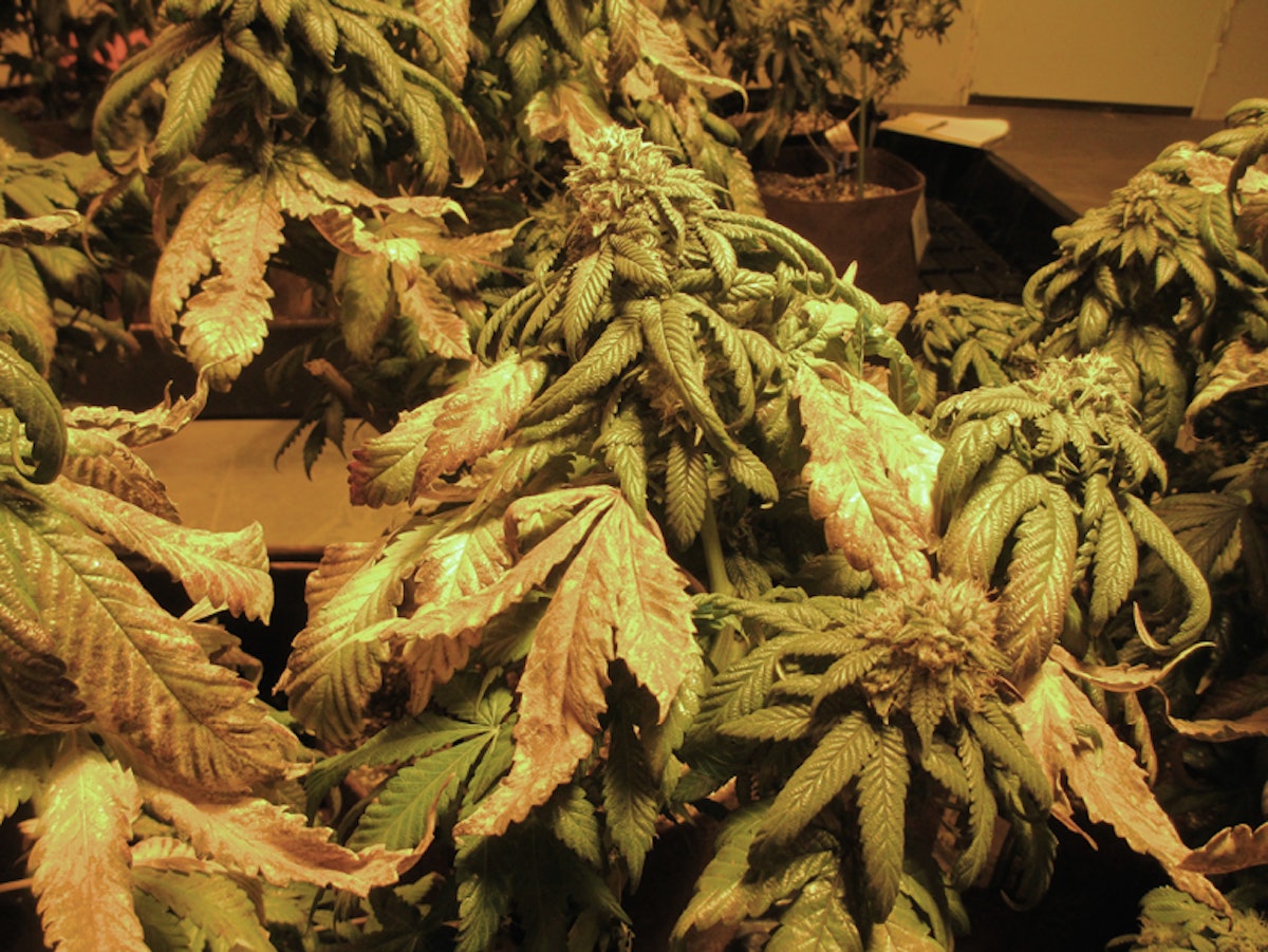 The Root of Fertilization Problems Cannabis Business Times