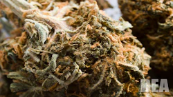 081916 Marijuana Dea