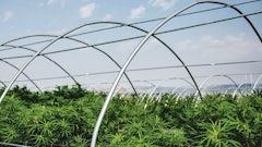 Cannasol Aug2015 183 Fmt