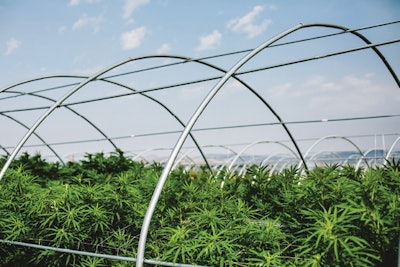 Cannasol Aug2015 183 Fmt