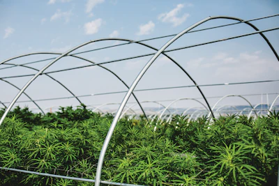 Cannasol Aug2015 183 Fmt
