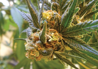Healthy Bud Fmt
