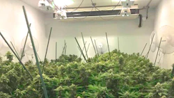 R Greenleaf Grow2081216