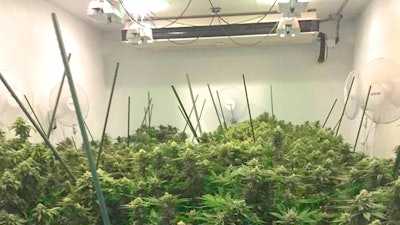 R Greenleaf Grow2081216