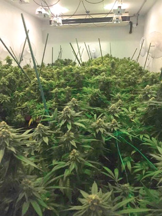 R Greenleaf Grow2 R Fmt