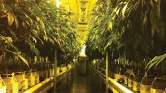 Tomorrow In Cannabis Fmt