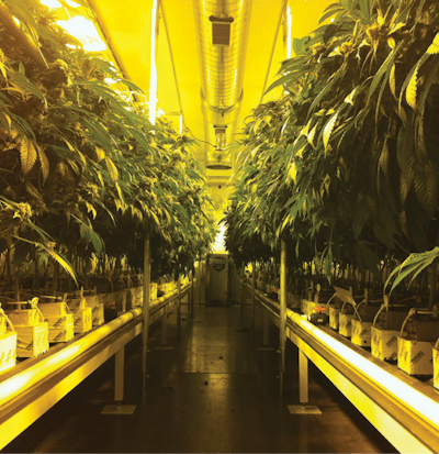 Tomorrow In Cannabis Fmt