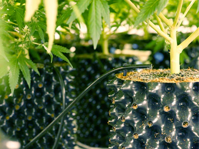 Contained Growth | Cannabis Business Times