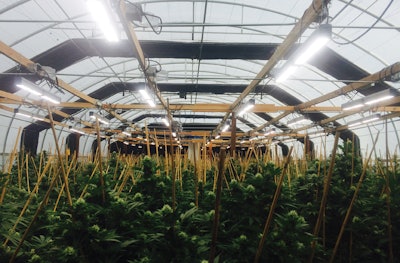 Spotlight on LEDs White Light Is All Right Cannabis Business Times