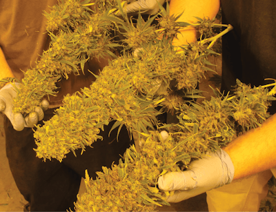 Harvest1 Fmt