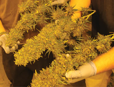 Harvest1 Fmt