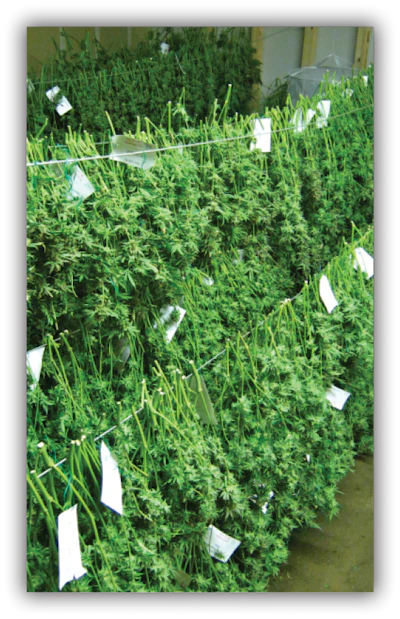 Harvest2 Fmt
