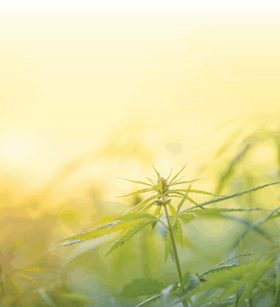 Hort How To Main Fmt