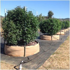 Smart Pot Grow, 2 Fmt