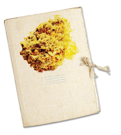 Trimming Dossier Cover Fmt
