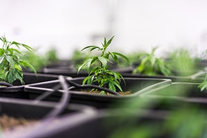 starting cannabis business
