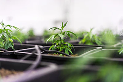 starting cannabis business