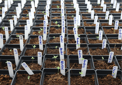 Cultivationcover Fmt