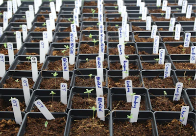 Cultivationcover Fmt