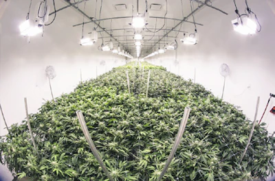 Grow Room R Fmt