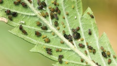 Mel Frank Img 2817 Aphids Showing Range Of Coloration Fmt