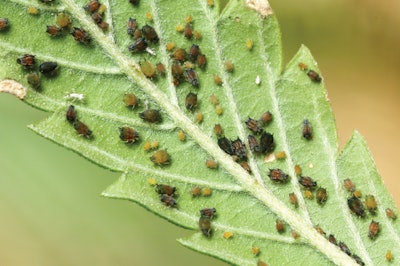 Mel Frank Img 2817 Aphids Showing Range Of Coloration Fmt