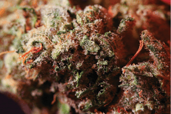 Nug 04 Fmt